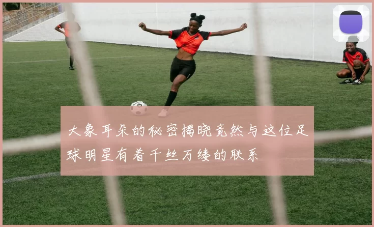 大象耳朵的秘密揭晓竟然与这位足球明星有着千丝万缕的联系